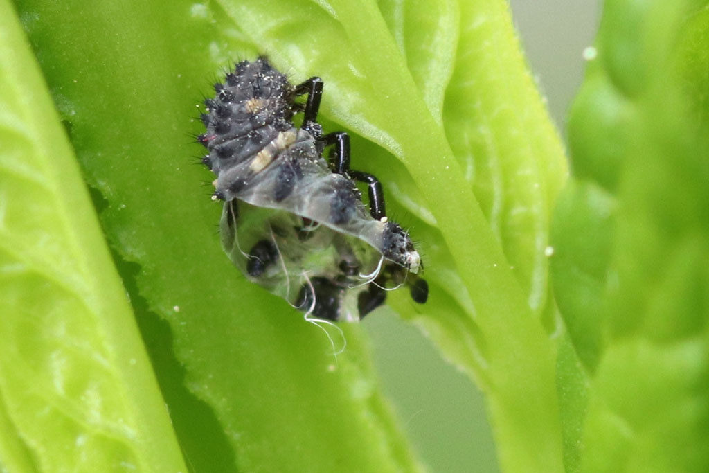 Hülle einer Marienkäferlarve nach der Häutung