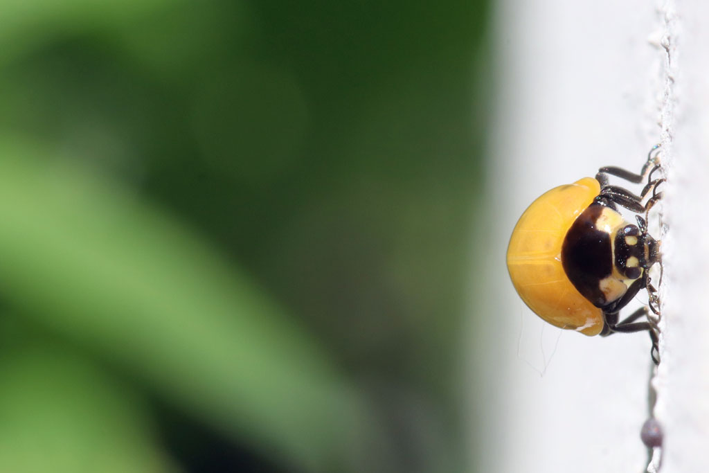 Frisch geschlüpfter Siebenpunkt-Marienkäfer (Lave eine Siebenpunkt-Marienkäfers auf einem Blatt (Coccinella septempunctata)