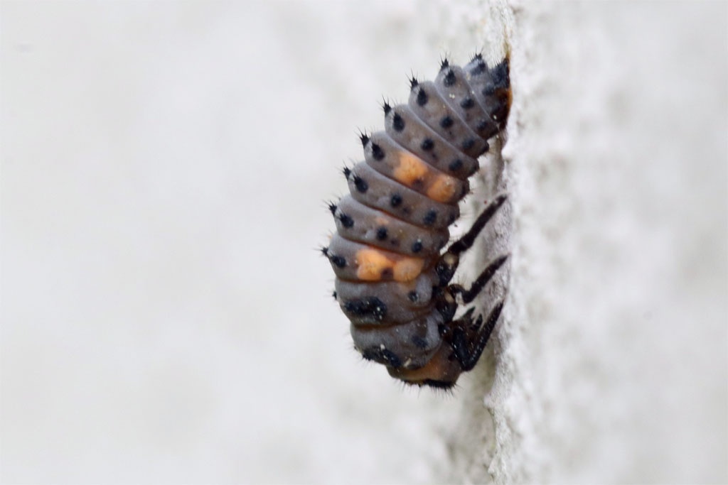 Marienkäferlarve klebt sich an Wand zum Verpuppen
