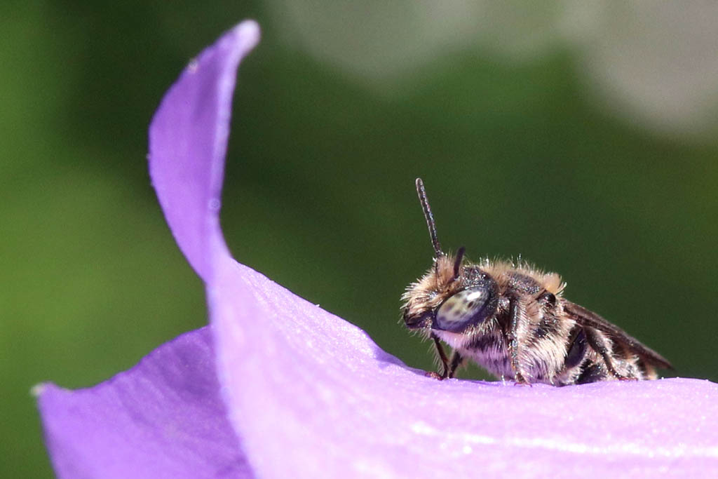 Männchen der Glockenblumenscherenbiene auf Blüte