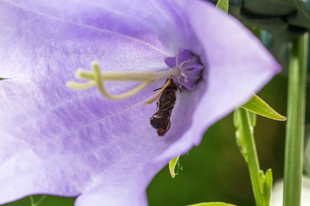 Eine Biene schläft in der Blüte einer Glockenblume