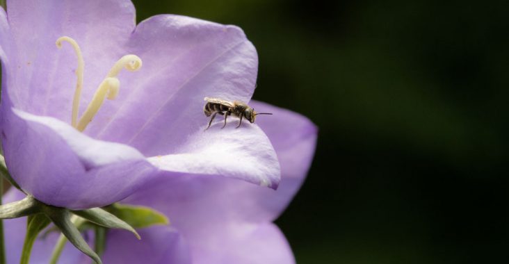 Ein Glockenblumenscherenbienen Männchen verlässt Blüte