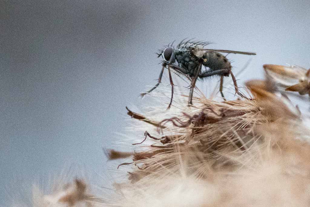 Faszination Markofotografie: Fliege auf vertrockneter Pflanze