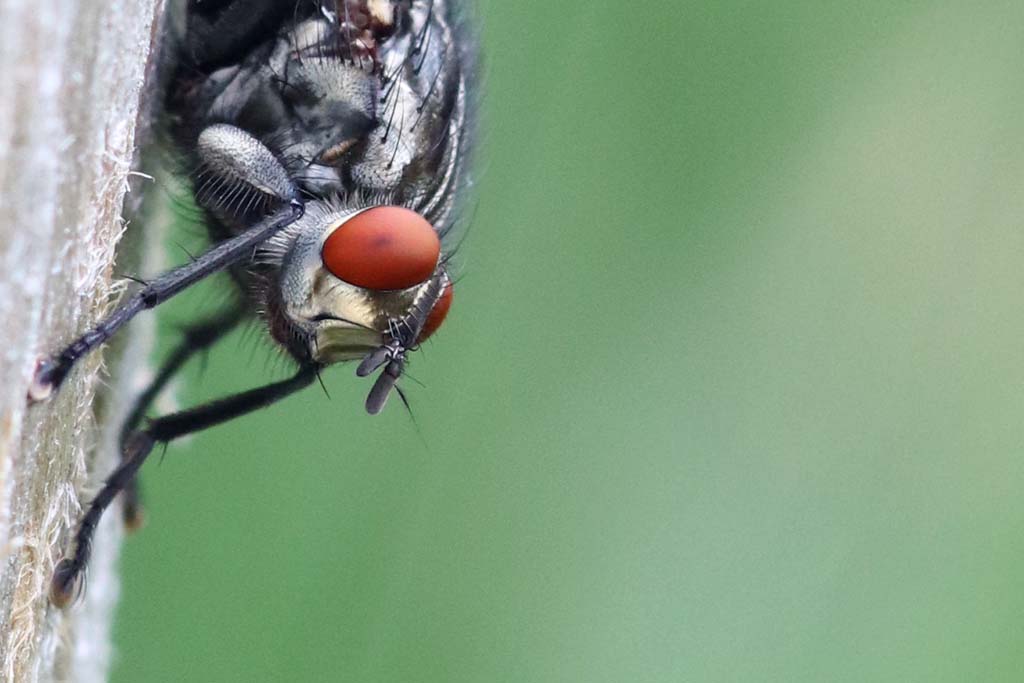 Faszination Makrofotografie: Kopf einer Fliege