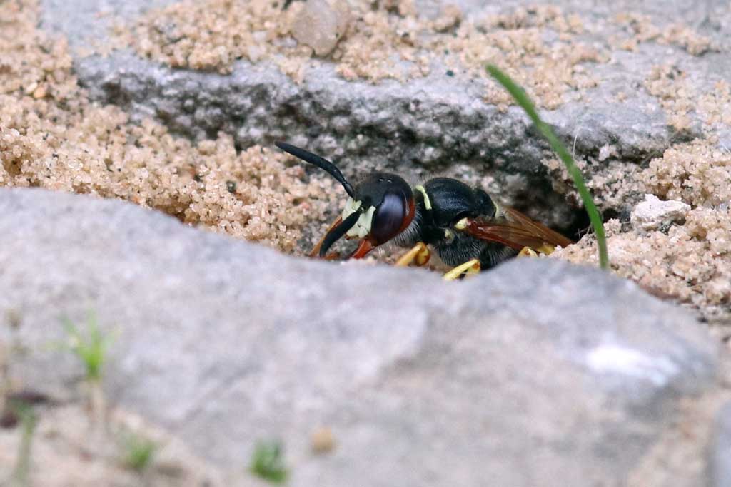 Ein Bienewolfweibchen im Eingang seiner Nisthöhle