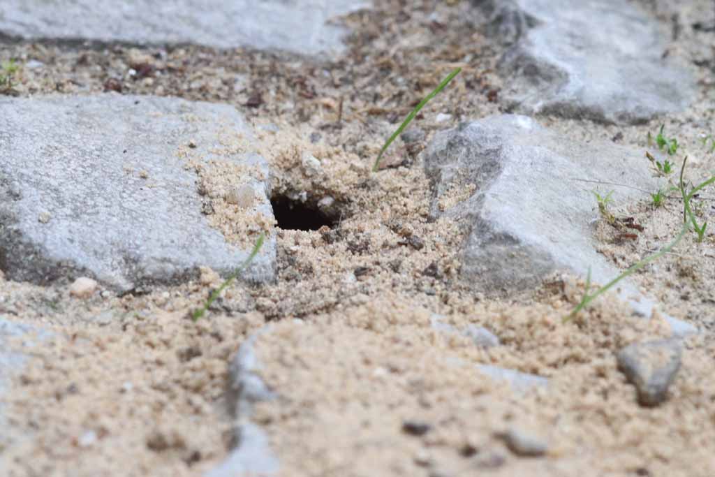 Der Eingang zur Nisthöhle eines Bienenwolfs
